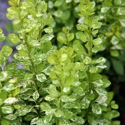 Барбарис ПАУ ВАУ тунберга в Ижевске