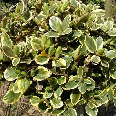 Бересклет КАНАДЕЙЛ ГОЛД   Бересклет КАНАДЕЙЛ ГОЛД  в Ижевске