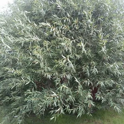 Ива СЕРЕБРИСТАЯ  Ива СЕРЕБРИСТАЯ в Ижевске