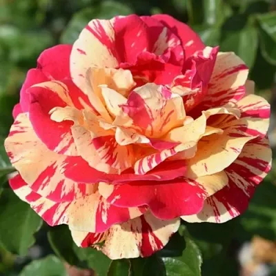 Саженцы роз ВАНИЛЛА ФРАЙЗ плетистая  Саженцы роз ВАНИЛЛА ФРАЙЗ плетистая в Ижевске