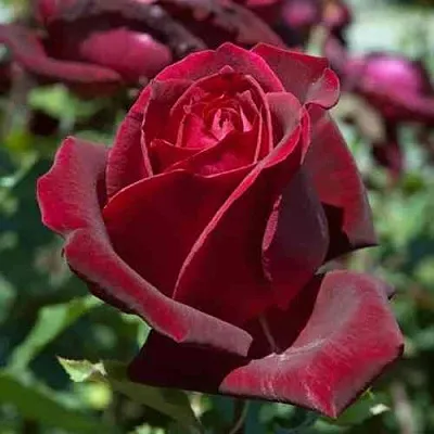 Саженцы роз ПАПА МЕЙЯН чайно-гибридная в Ижевске