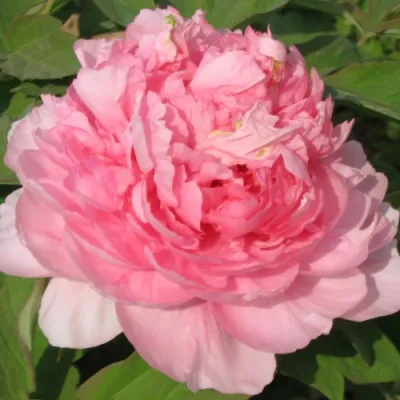 Пион ИМПЕРАТОРСКАЯ НАЛОЖНИЦА древовидный в Ижевске