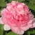 Пион ИМПЕРАТОРСКАЯ НАЛОЖНИЦА древовидный — описание сорта Пион ИМПЕРАТОРСКАЯ НАЛОЖНИЦА древовидный в Ижевске