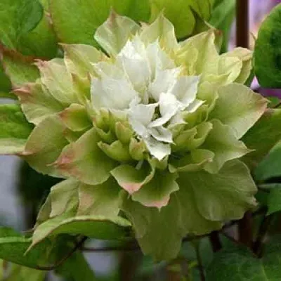 Клематис СЕН-НО-КЕЙЗ  Клематис СЕН-НО-КЕЙЗ в Ижевске