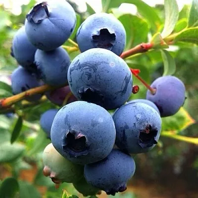 Голубика ДЮК  Голубика ДЮК в Ижевске