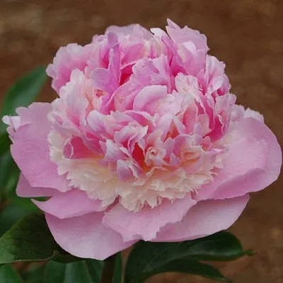 Пион ЭНДЖЕЛ ЧИКС травянистый  Пион ЭНДЖЕЛ ЧИКС травянистый в Ижевске