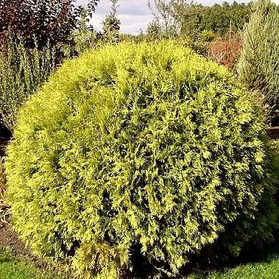 Туя ГЛОБОЗА АУРЕА западная в Ижевске