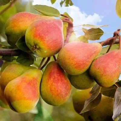 Груша ЗАБАВА  Груша ЗАБАВА в Ижевске