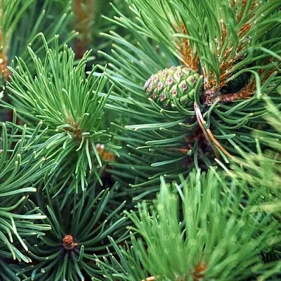 Сосна в Ижевске