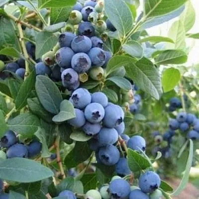 Голубика ЭЛЛИОТ  Голубика ЭЛЛИОТ в Ижевске