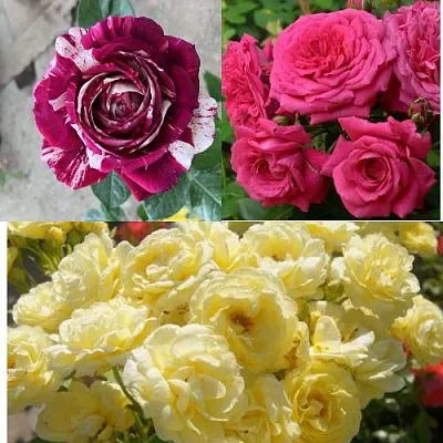 Комплект РОЗОВЫЙ АКЦЕНТ в Ижевске