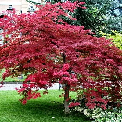 Клен пальмолистный  Клен пальмолистный в Ижевске