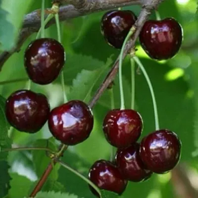 Черешня НАРОДНАЯ в Ижевске