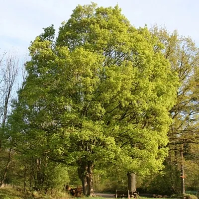 Клен полевой  Клен полевой в Ижевске