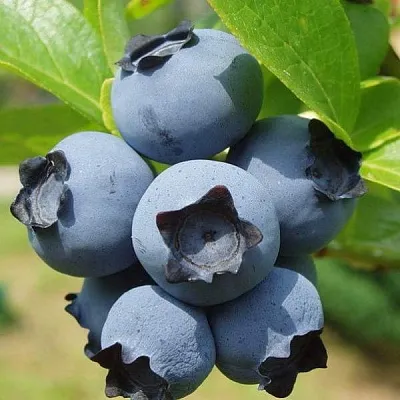 Сладкие сорта  в Ижевске