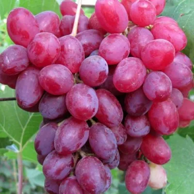 Виноград КИШМИШ ВЕЛЕС в Ижевске