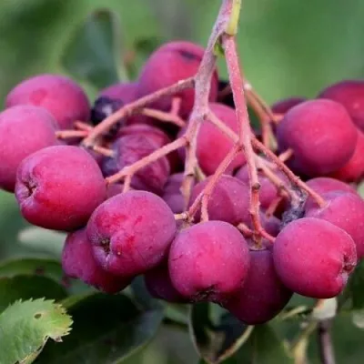 Рябина ДЕСЕРТНАЯ МИЧУРИНА сладкоплодная в Ижевске