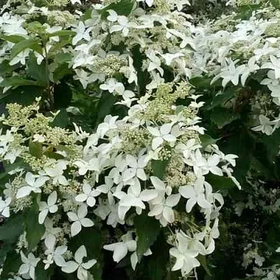 Гортензия МЭДЖИКАЛ СТАРЛАЙТ метельчатая в Ижевске