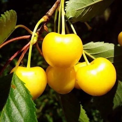 Черешня ЖУРБА в Ижевске