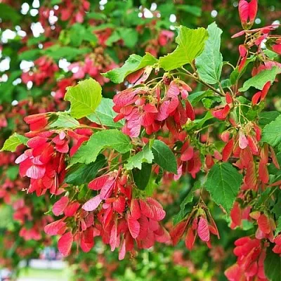 Клен татарский  Клен татарский в Ижевске