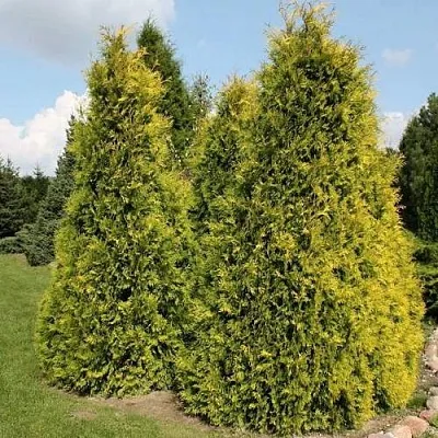 Туя АУРЕОСПИКАТА западная  Туя АУРЕОСПИКАТА западная в Ижевске