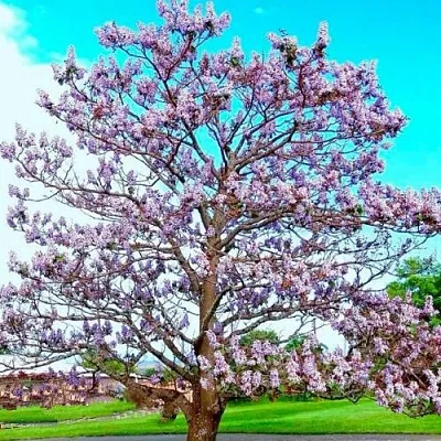 Павловния в Ижевске