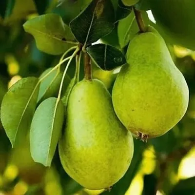 Груша СЕВЕРЯНКА колонновидная  Груша СЕВЕРЯНКА колонновидная в Ижевске