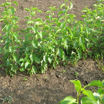 Подвой вишни АНТИПКА  Подвой вишни АНТИПКА в Ижевске