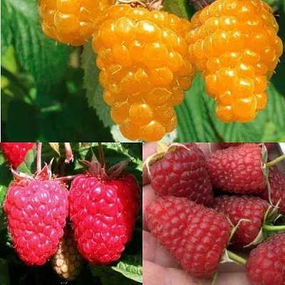 Комплект ЗОЛОТАЯ МАЛИНА в Ижевске