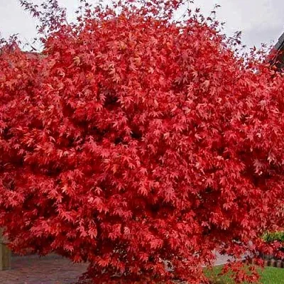 Клен гиннала   Клен гиннала  в Ижевске