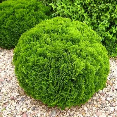 Туя ДАНИКА западная в Ижевске