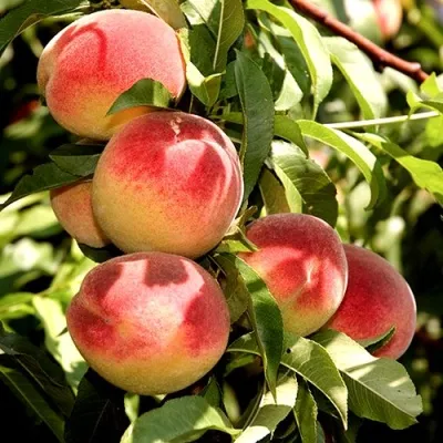 Персик НОВОСЕЛКОВСКИЙ в Ижевске