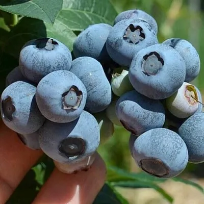 Голубика НЕЛЬСОН  Голубика НЕЛЬСОН в Ижевске