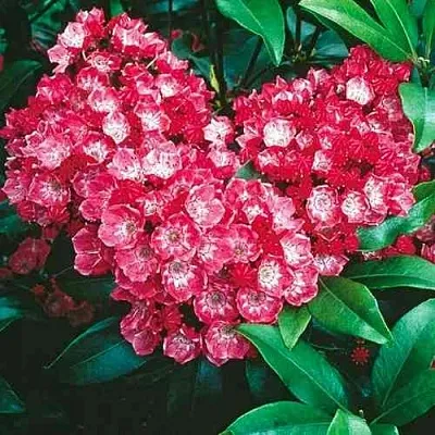 Кальмия КАРДИНАЛ  Кальмия КАРДИНАЛ в Ижевске