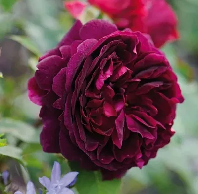 Саженцы роз МАНСТЕД ВУД английская  Саженцы роз МАНСТЕД ВУД английская в Ижевске