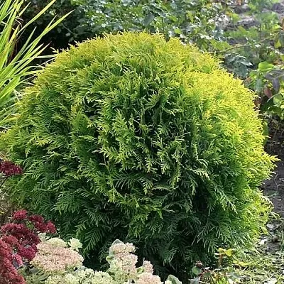 Туя ЕЛЛОУ ГЛОБ западная  Туя ЕЛЛОУ ГЛОБ западная в Ижевске