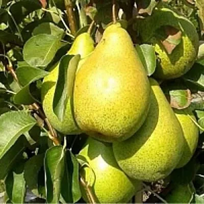 Груша ПАТЕН (ГЛУБОКСКАЯ)  Груша ПАТЕН (ГЛУБОКСКАЯ) в Ижевске