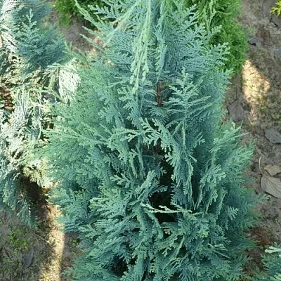 Кипарисовик КОЛУМНАРИС лавсона в Ижевске