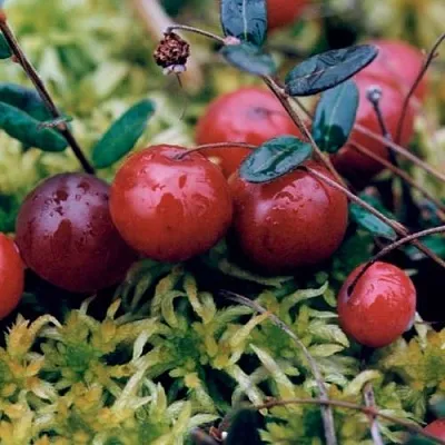 Клюква МАК ФАРЛИН в Ижевске