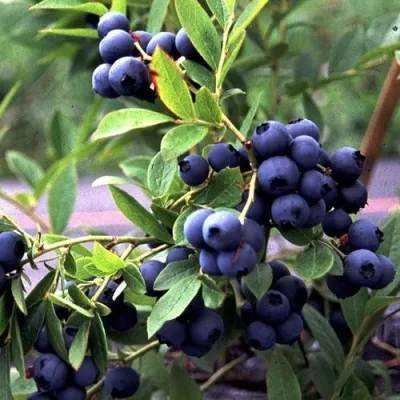 Голубика ДЖЕРСИ в Ижевске