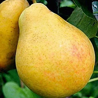 Груша САХАРНАЯ  Груша САХАРНАЯ в Ижевске