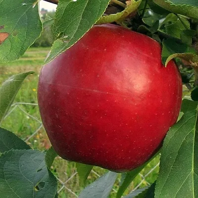 Яблоня РЕДФРИ  Яблоня РЕДФРИ в Ижевске