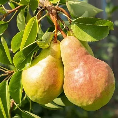 Летние сорта  Летние сорта в Ижевске