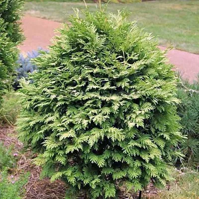 Туя ВАРЕАНА ЛЮТЕСЦЕНС западная в Ижевске