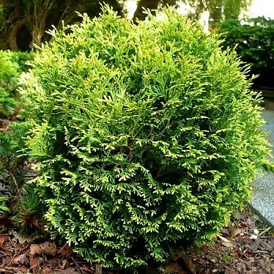 Туя ВОТЕРФИЛД западная в Ижевске