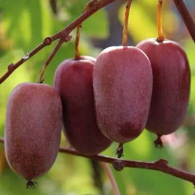 Актинидия ПУРПУРНО САДОВАЯ  аргута в Ижевске