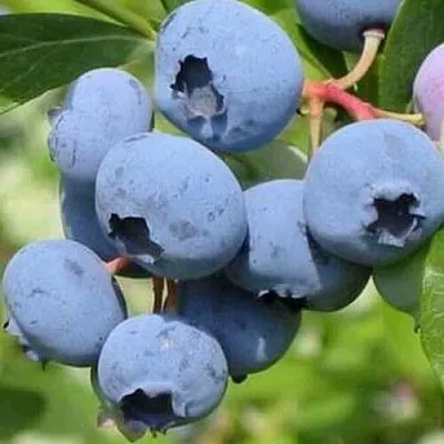 Голубика ДАРРОУ  Голубика ДАРРОУ в Ижевске