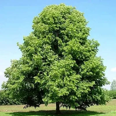 Липа мелколистная в Ижевске