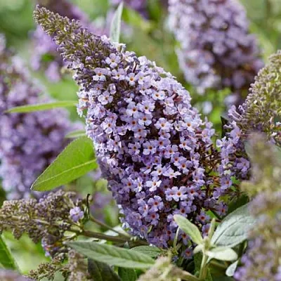 Буддлея давида БАТТЕРФЛЯЙ КАНДИ ЛИЛА СВИТХАРТ  Буддлея давида БАТТЕРФЛЯЙ КАНДИ ЛИЛА СВИТХАРТ в Ижевске