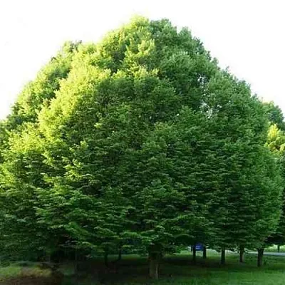 Граб японский  Граб японский в Ижевске